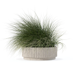 Grass in big flower pot