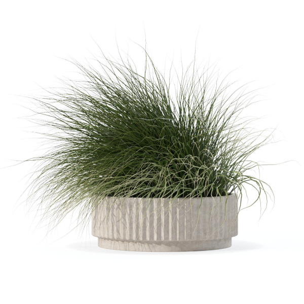 Grass in big flower pot