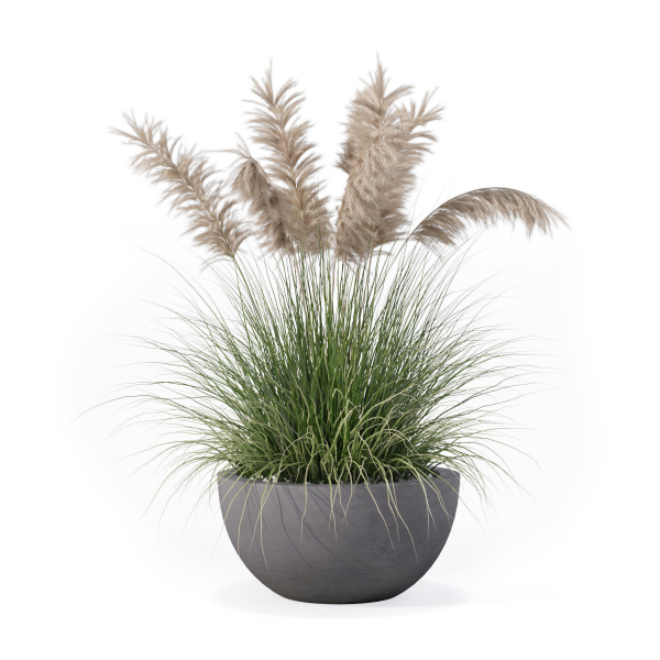 Grass in big flower pot
