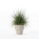 Grass in big flower pot