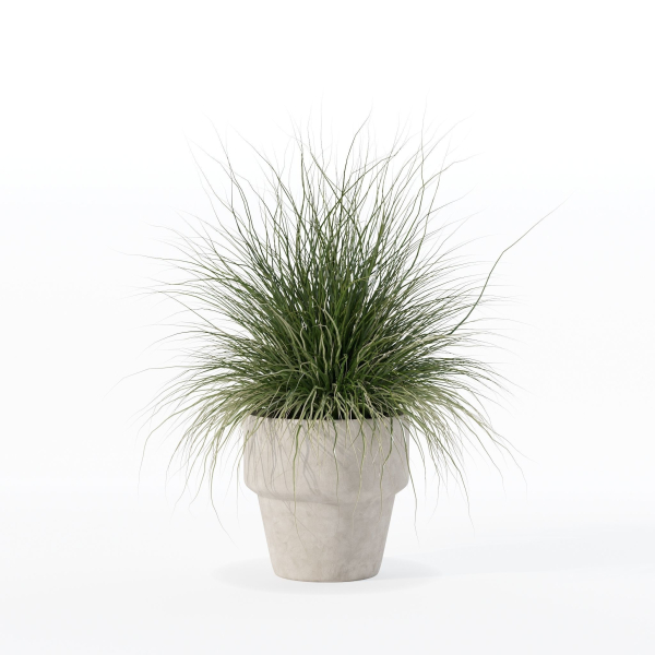 Grass in big flower pot