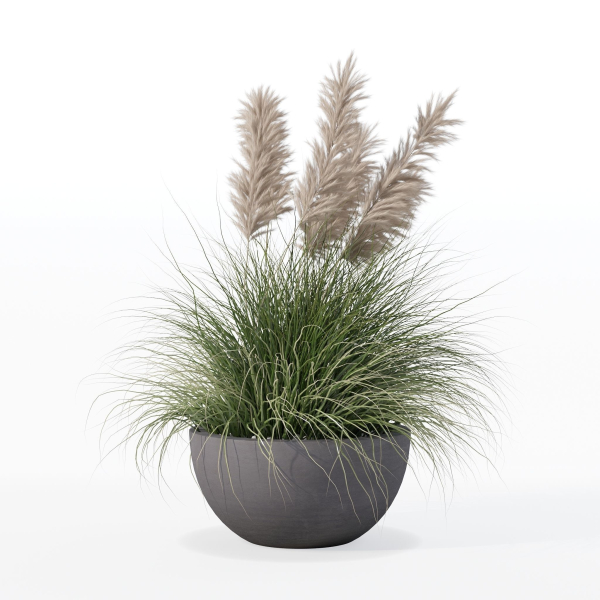 Grass in big flower pot