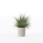 Grass in big flower pot