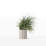 Grass in big flower pot