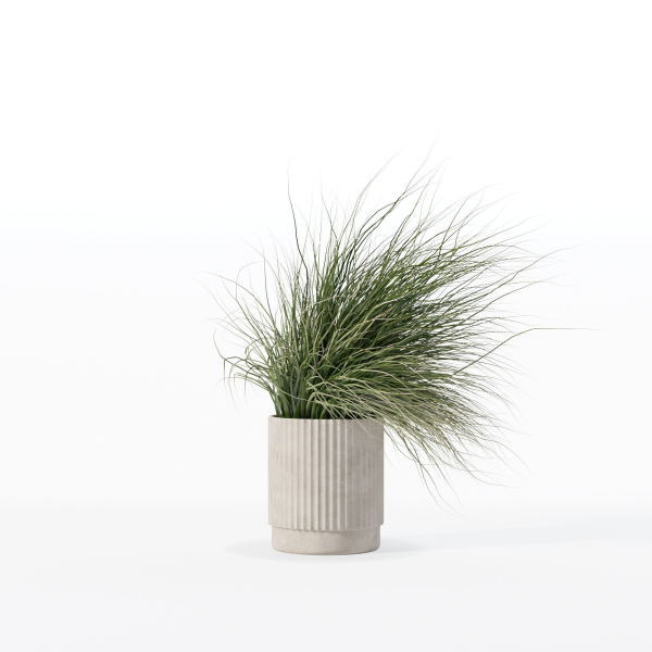 Grass in big flower pot