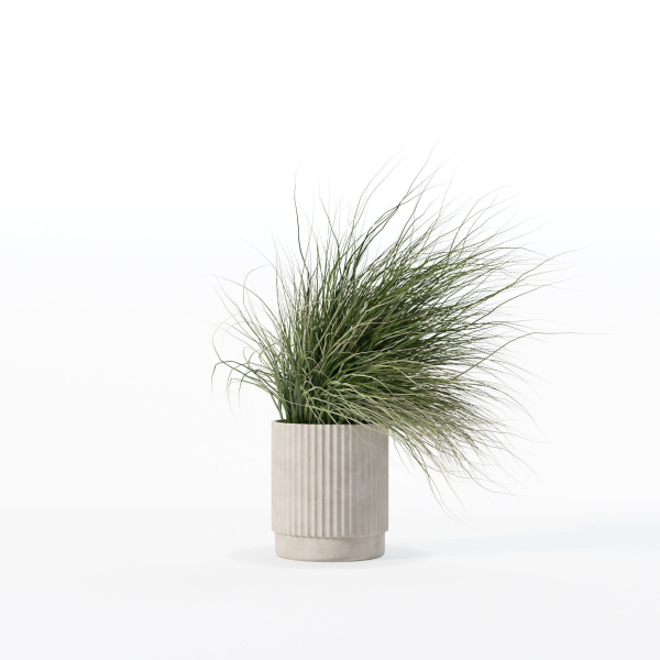 Grass in big flower pot