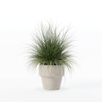 Grass in big flower pot