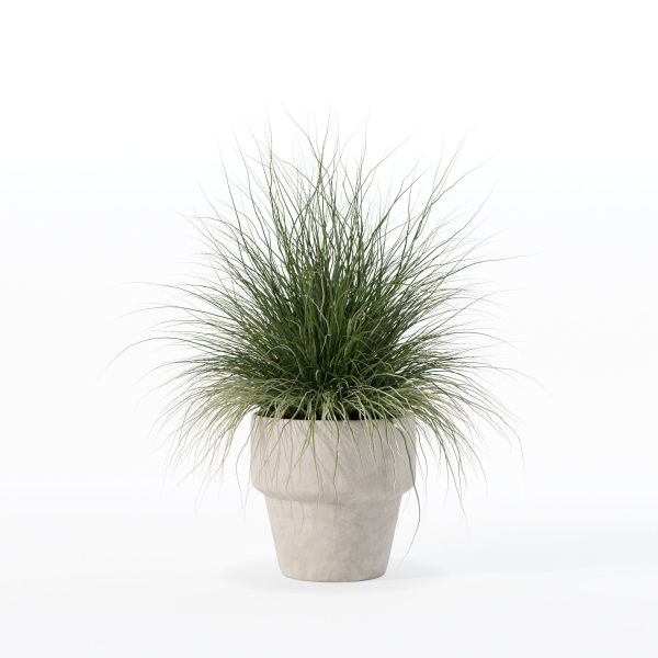 Grass in big flower pot