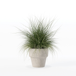 Grass in big flower pot