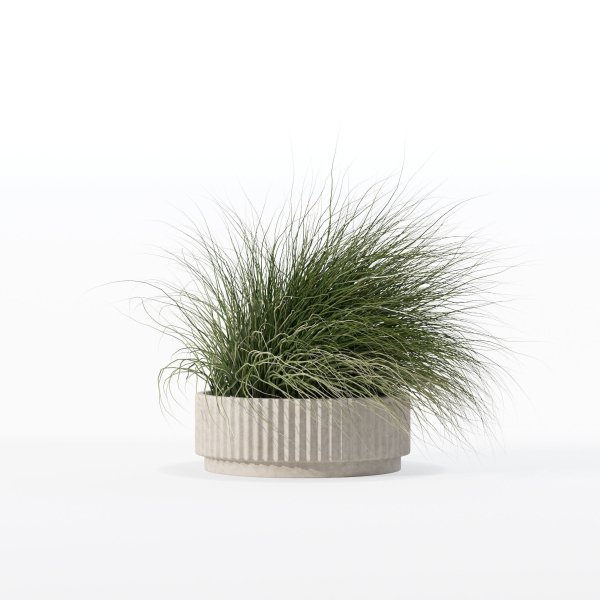 Grass in big flower pot