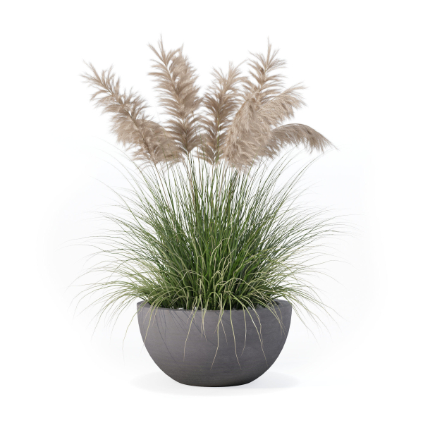 Grass in big flower pot