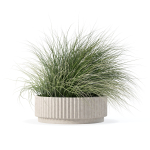 Grass in big flower pot