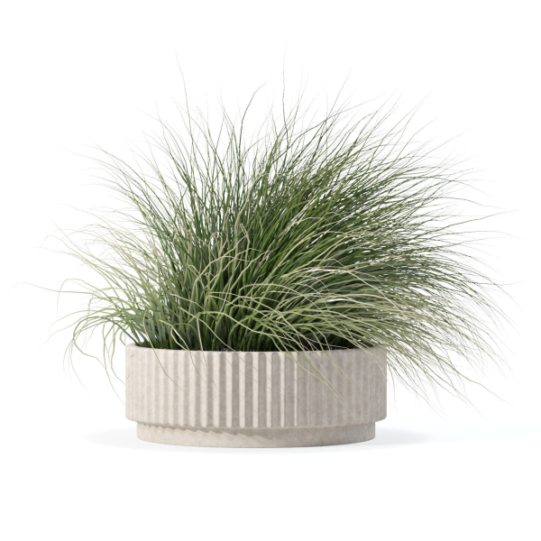 Grass in big flower pot