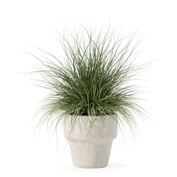 Grass in big flower pot