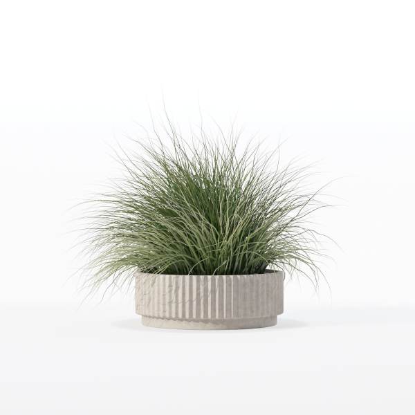Grass in big flower pot