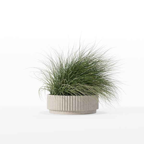 Grass in big flower pot