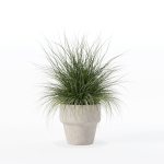 Grass in big flower pot