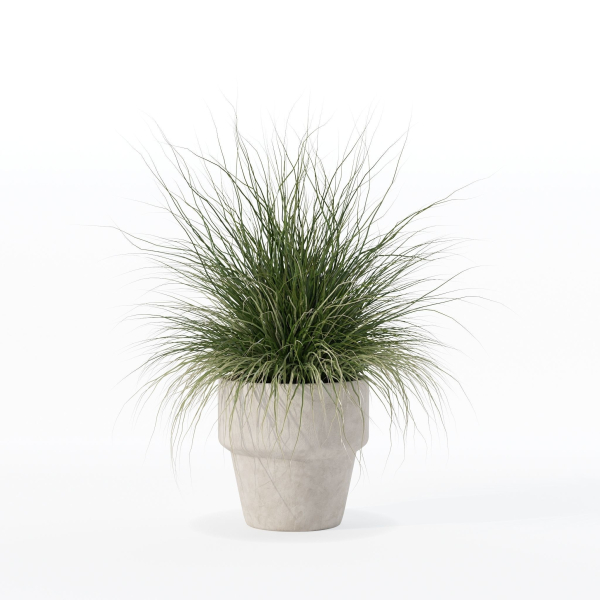 Grass in big flower pot