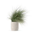 Grass in big flower pot