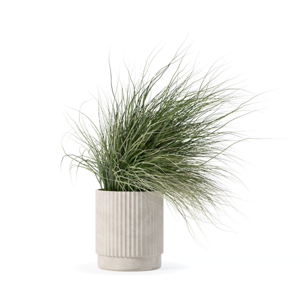 Grass in big flower pot