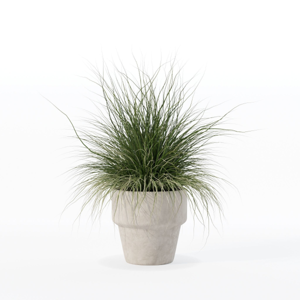 Grass in big flower pot
