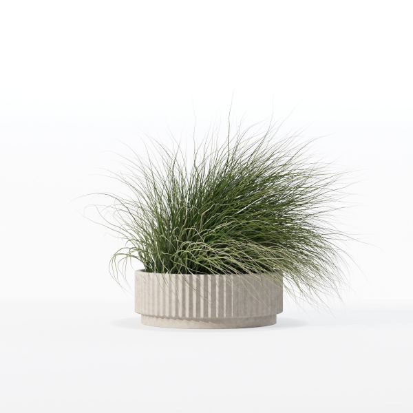 Grass in big flower pot