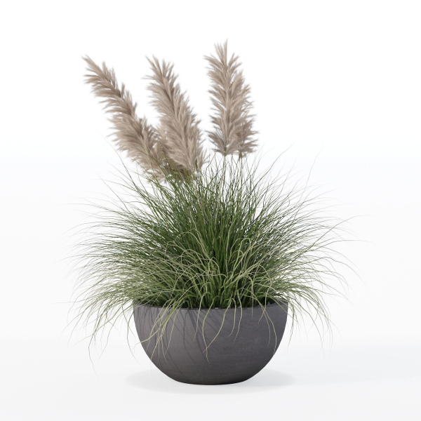 Grass in big flower pot