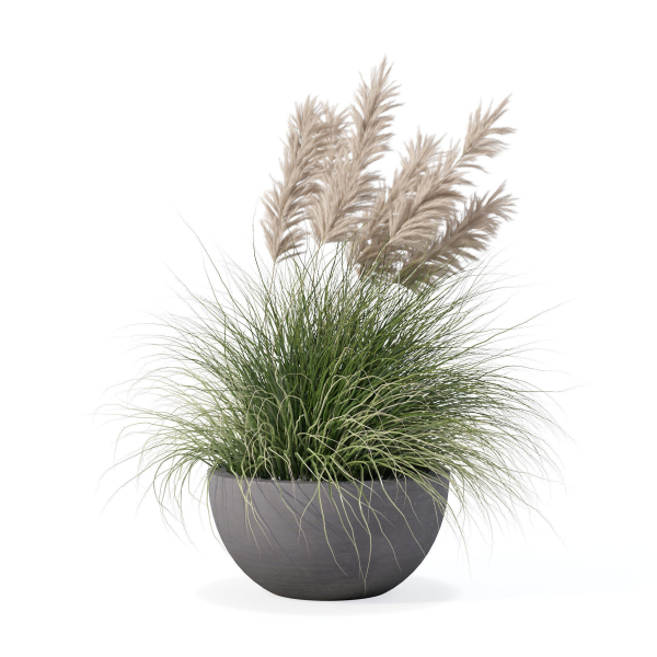 Grass in big flower pot