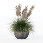 Grass in big flower pot