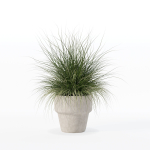 Grass in big flower pot