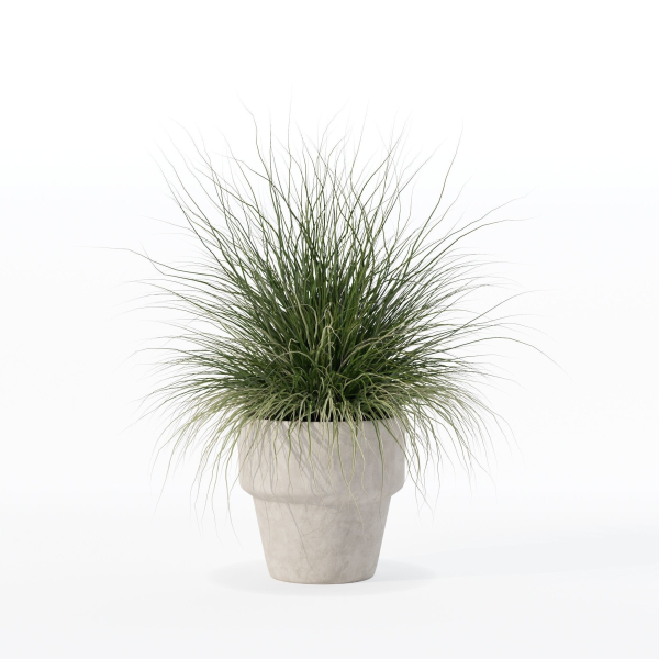 Grass in big flower pot