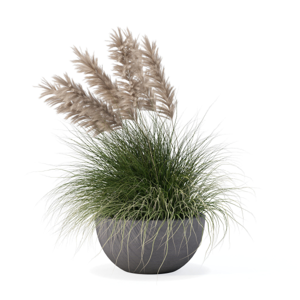 Grass in big flower pot
