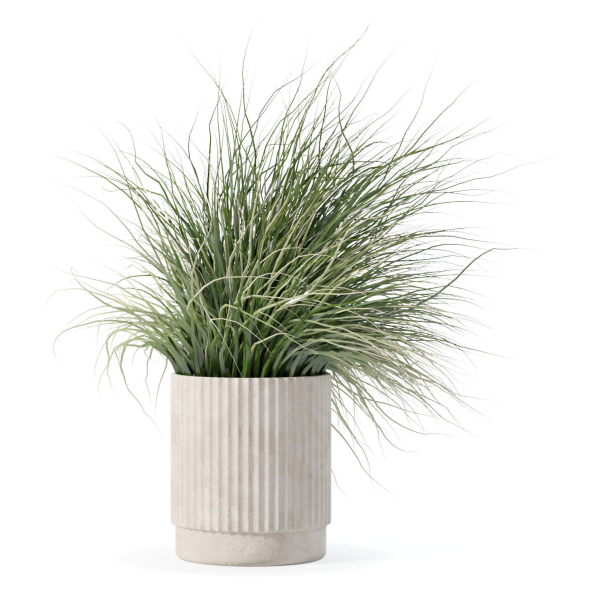 Grass in big flower pot