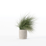 Grass in big flower pot