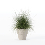 Grass in big flower pot