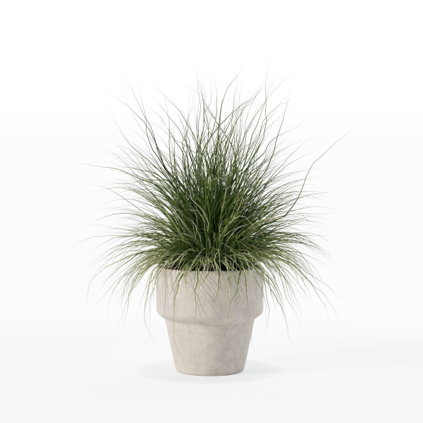 Grass in big flower pot