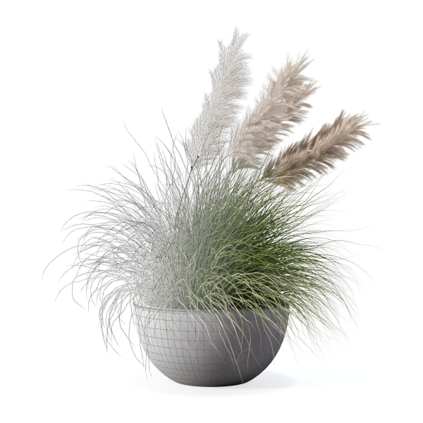 Grass in big flower pot