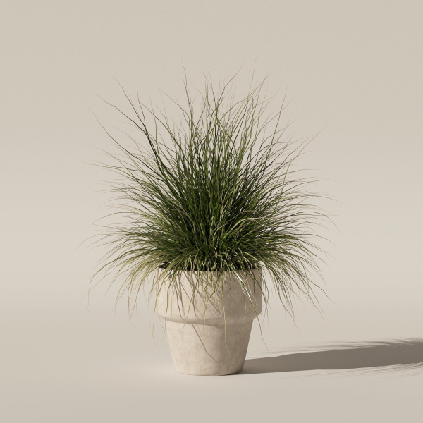 Grass in big flower pot