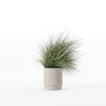 Grass in big flower pot