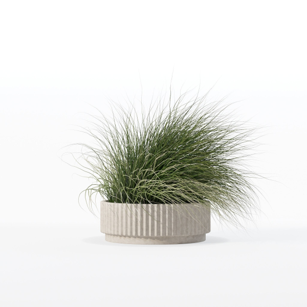 Grass in big flower pot