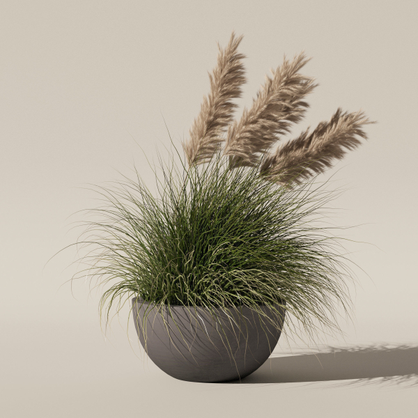 Grass in big flower pot