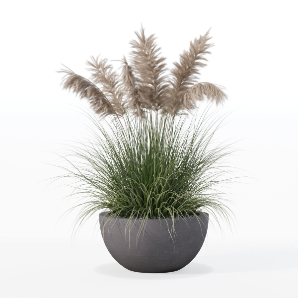 Grass in big flower pot