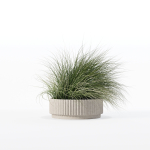Grass in big flower pot