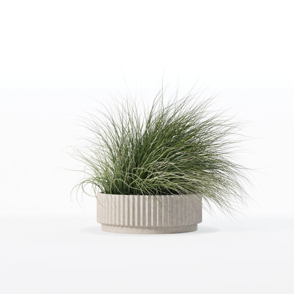 Grass in big flower pot
