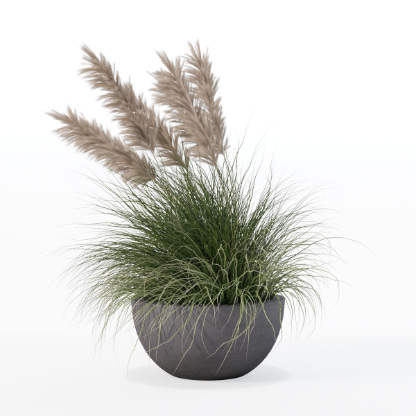 Grass in big flower pot