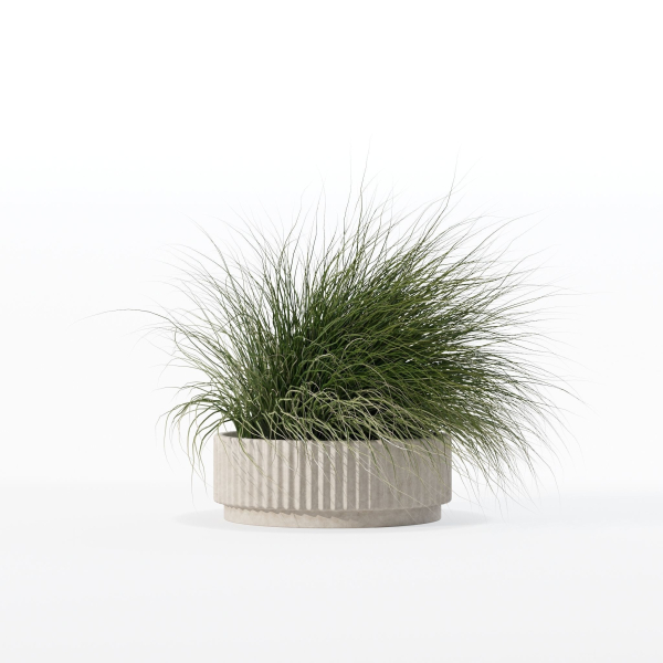 Grass in big flower pot