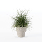 Grass in big flower pot