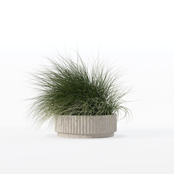 Grass in big flower pot