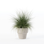 Grass in big flower pot