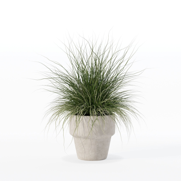 Grass in big flower pot